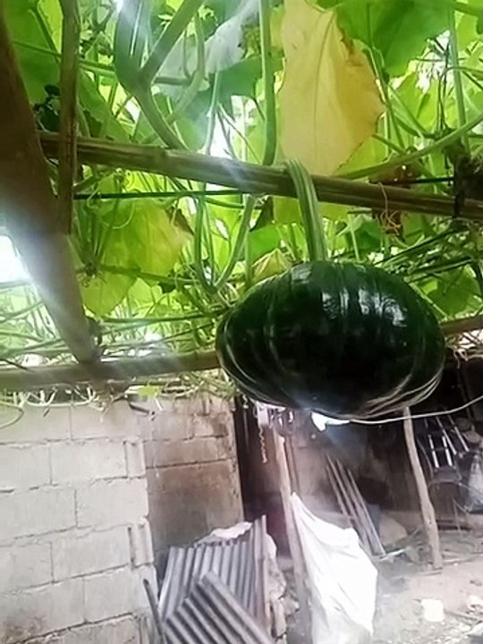 my kalabasa