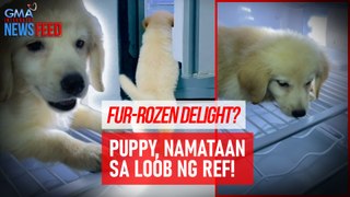 Fur-rozen delight? Puppy, namataan sa loob ng ref! | GMA Integrated Newsfeed