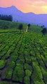 --Munnar _ Kerala -- _Munnar is a beautiful hill station in Kerala. Located in Idukki District. Munnar is situated at an altitude of 1600-1800 meters above sea level. Munnar is a favorite destination for travel enthusiasts due to its cl(MP4)