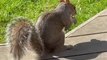 Squirrel Leisurely Eats Peanuts in Backyard