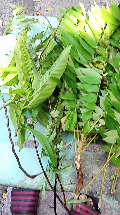 HALAMANG GAMOT ! 