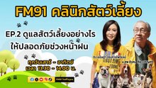 ดูแลสัตว์เลี้ยงอย่างไร ให้ปลอดภัยช่วงหน้าฝน EP.2 : FM91 คลินิกสัตว์เลี้ยง : 12 พฤษภาคม 2567