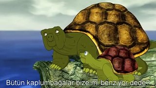 Neden kaplumbağalar birbirinden farklı