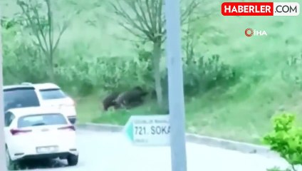 Bursa'da aç kalan domuz sürüsü şehre indi, vatandaşlar kovaladı