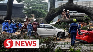 Urban tree falls to be studied for links with climate change, says Nik Nazmi