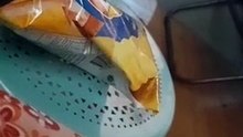 kitty scared biscuits