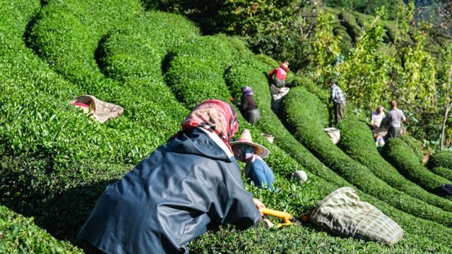 Rize'den yaş çay alım fiyatına tepki: 25 lira bu milletin hakkıdır