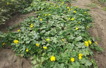 पारम्परिक खेती के साथ सब्जियों से मिल रही आय