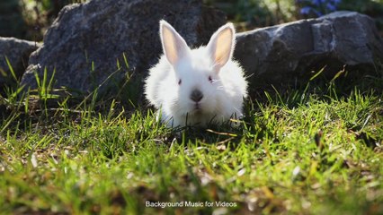 Breath Of  Nature • Gentle and Beautiful Background Instrumental Music For Videos (FREE DOWNLOAD)