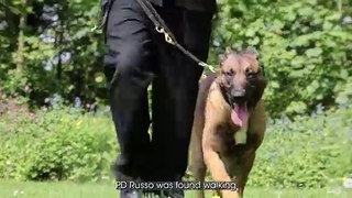 Abandoned puppy becomes police dog