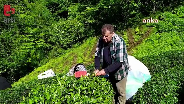 Rize'den yaş çay alım fiyatına tepki: 'Bu fiyat akla ziyan'