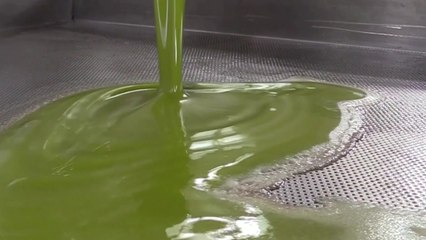 '올리브 생산대국' 이상기후에...올리브유 30% 넘게 올랐다 [앵커리포트] / YTN