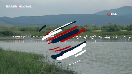 Ege'de görsel şölen: Halk arasında "Allı Turna" olarak biliniyor