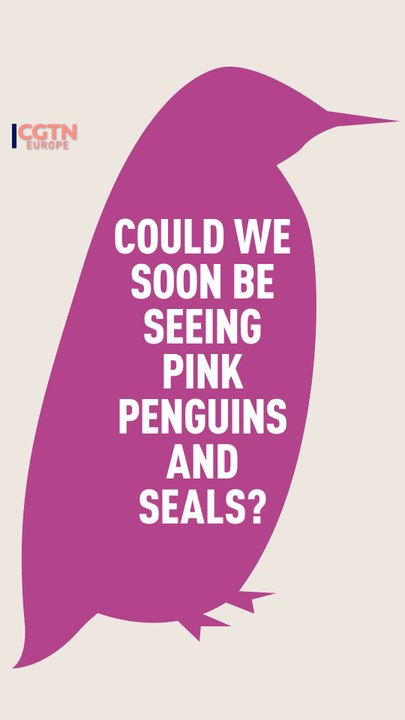 Could penguins and seals in Antarctica soon be...