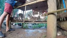 Deworming Of Chickens and Turkeys chicken 