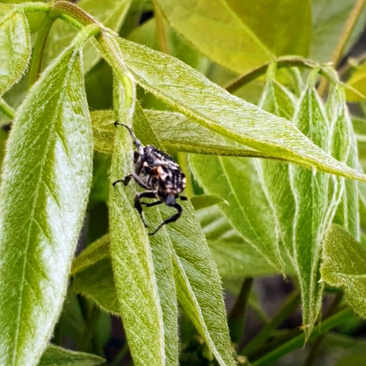 Insectes 120524
