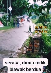 Dedua biawak berpelukan