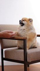 Discover the Heartwarming World of Handshaking Dogs: Unleash the Connection!