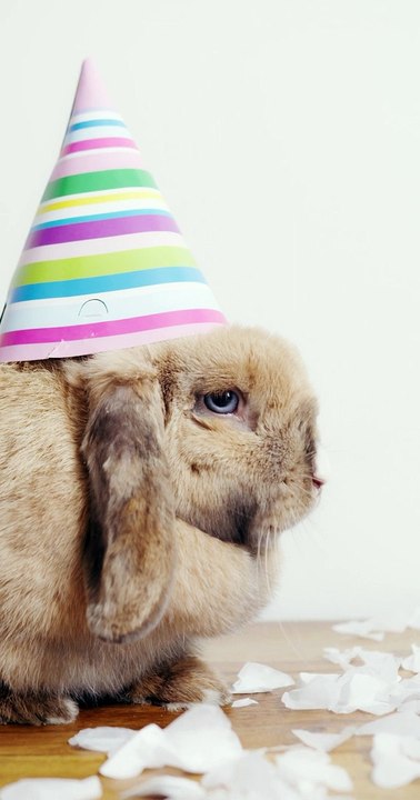 Rabbit Resilience: Unveiling the Untold Secrets