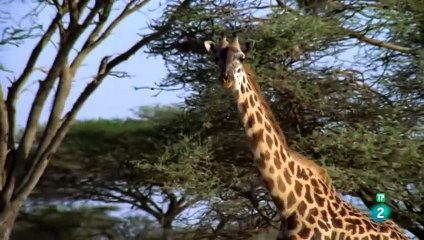 La Vida de Mama Twiga: Un Retrato Íntimo de las Jirafas en su Entorno Natural