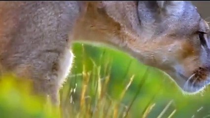 Lions attacks on other animals hunting