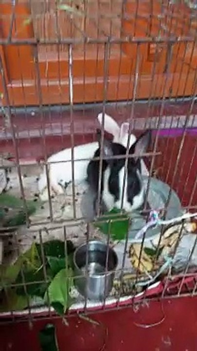 Animal fun