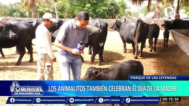 Amor maternal en Parque de las Leyendas: ¿Sabías que las mamás vicuñas son “celosas”?