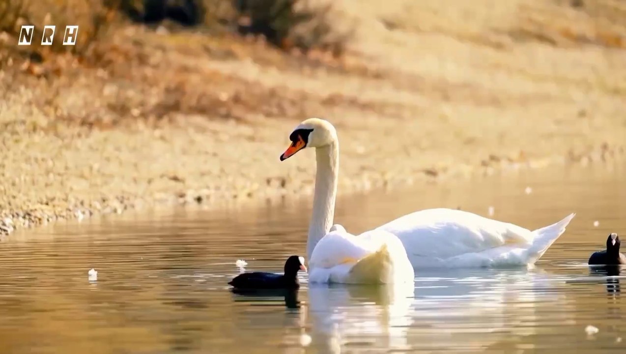 Peaceful relaxation film "Peace of Soul -4 with beautiful birds, flowers, animals, beautiful nature and mind blowing stress relief relaxing music.