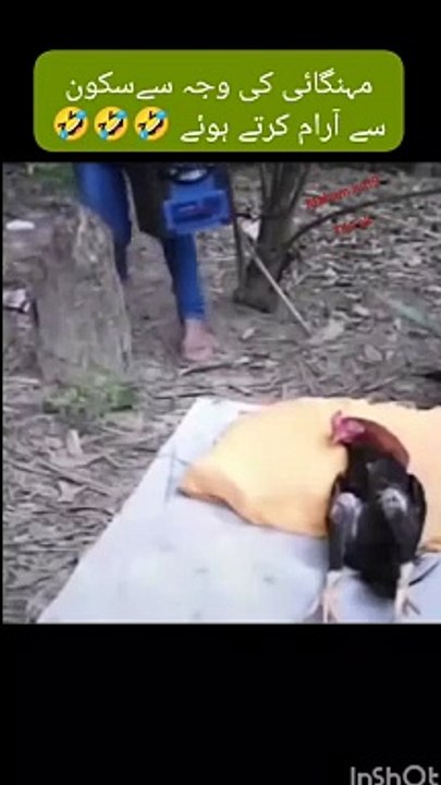 Funny  cock