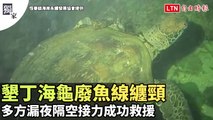 獨家》好險！墾丁海龜廢魚線纏頸 多方漏夜隔空接力成功救援（恆春鎮海岸永續發展協會提供）