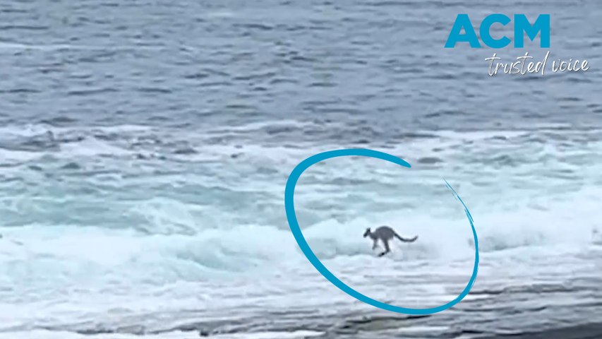 Witnesses say the marsupial swam for about half an hour before hopping out of the water again.