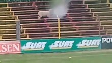 ¡NUEVO AFICIONADO! OVEJA APARECE EN PLENO ESTADIO DEL FUTBOL URUGUAYO