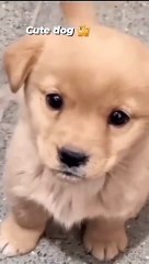cute-dog-puppy-cute-trending-shorts