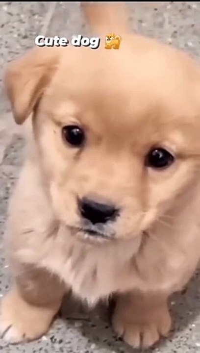 cute-dog-puppy-cute-trending-shorts