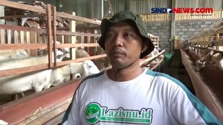 Jelang Idul Adha, Peternak Domba di Malang Mulai Banjir Pesanan