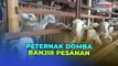 Peternak Domba di Malang Banjir Pesanan Jelang Idul Adha