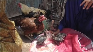 Lalukhet biggest birds Market latest update of Aseel hen and rooster price 12. May 2024