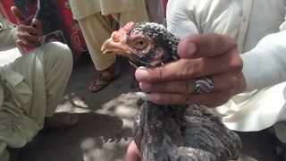 Lalukhet biggest birds Market latest update of Exotic and Aseel hen and rooster price 12 may 2024