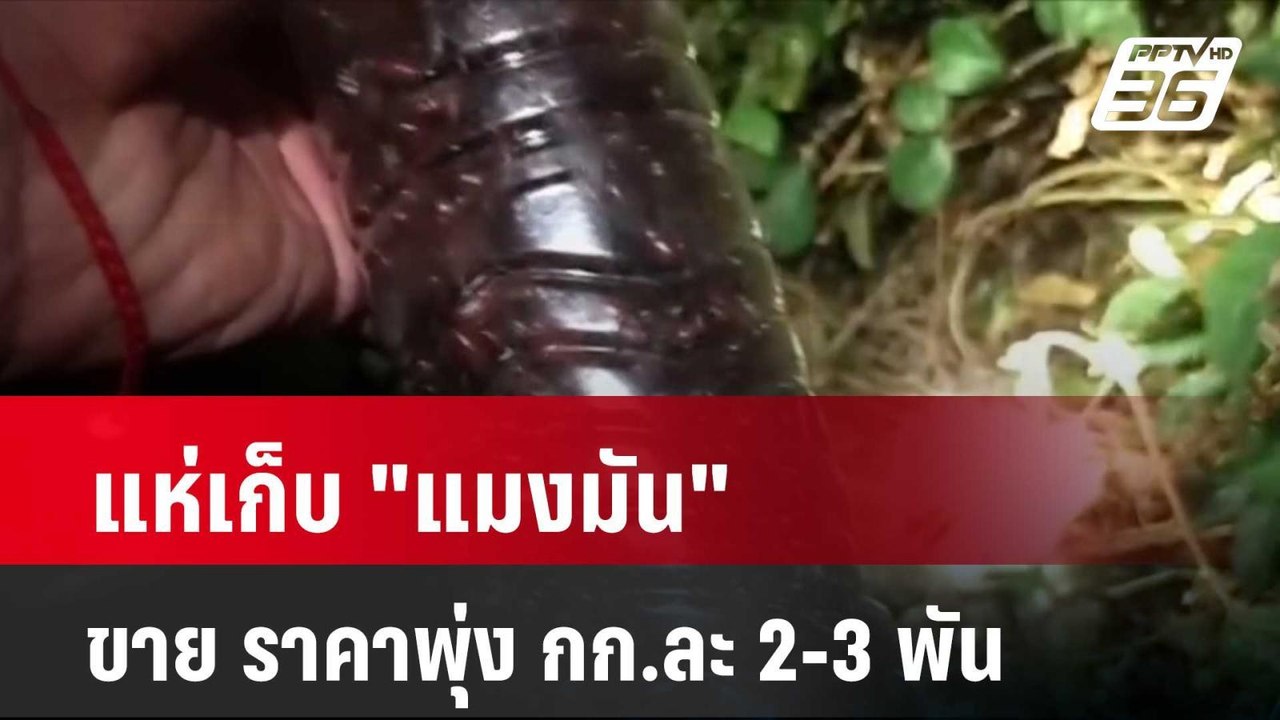 แห่เก็บ "แมงมัน" ขาย ราคาพุ่ง กก.ละ 2-3 พัน| โช...