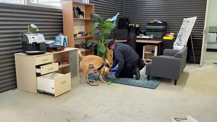 Technology detection dogs, like Kirk are used during federal and ACT search warrants to hunt our the tiniest storage devices containing child exploitation materials.