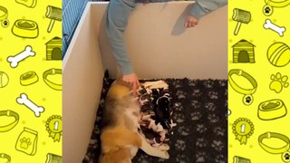 Cuccioli beagle