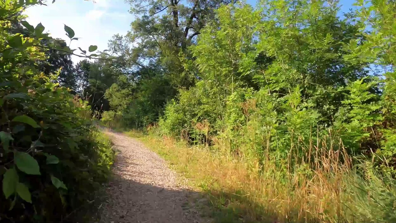 Hörndlwald: MTB Lainzer Tiergarten-Strecke (6)