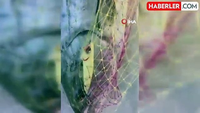 Amatör balıkçı 15 kiloluk balığı yakaladı