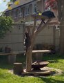 Cat Play Fights Fellow on Cat Tree in Backyard