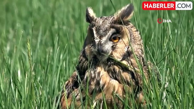 Prof. Dr. Aslan: 'Van Gölü Havzası bu yıl çok sayıda göçmen kuşu karşılıyor'