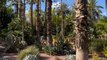 LA PLUS GRANDE variété de Cactus au Jardin Majorelle de Marrakech