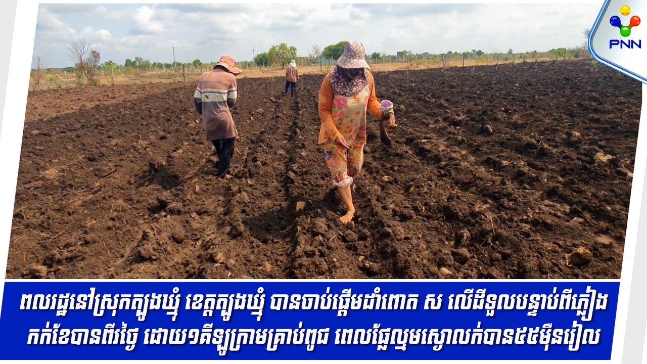 [13-05-24] ពលរដ្ឋនៅស្រុកត្បូងឃ្មុំ ខេត្តត្បូងឃ្មុំ បានចាប់ផ្តើមដាំពោត ស បន្ទាប់ពីភ្លៀងធ្លាក់២លើក