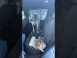 Dog Eating Eggs in Car's Backseat Gets Caught by Owner