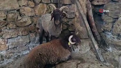 Görenler hayrete düşüyor! İki yıldır 4 boynuzlu koç doğuruyor