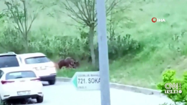 Aç kalan domuz sürüsü şehre indi